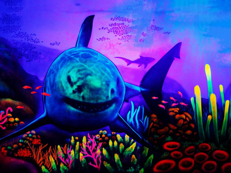 Hai-Wandbild-scaled-2